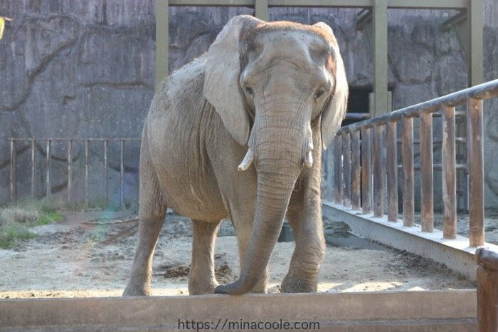 東武動物公園は西ゲートから入園すると1日動物園モード作戦がお得 Minacoole