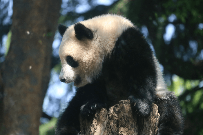 上野動物園のジャイアントパンダの子供「シャンシャン」