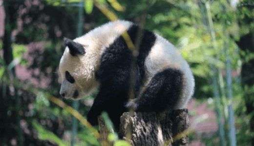 上野動物園パンダ「シャンシャン」観覧整理券の並び方と使い方