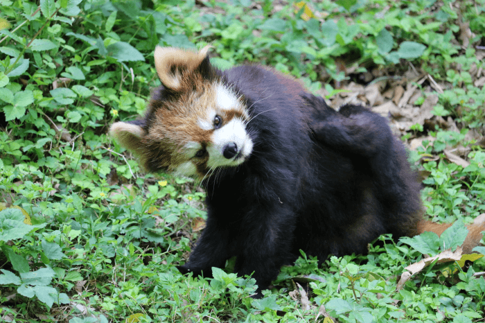 多摩動物公園のレッサーパンダ