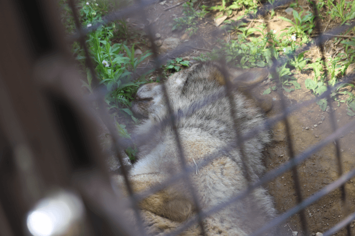 多摩動物公園のオオカミ