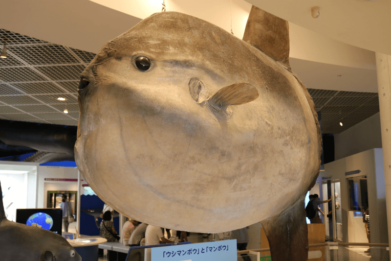 大洗 アクア 水族館 ワールド サメの飼育種類数日本一！アクアワールド茨城県大洗水族館に行ってみた