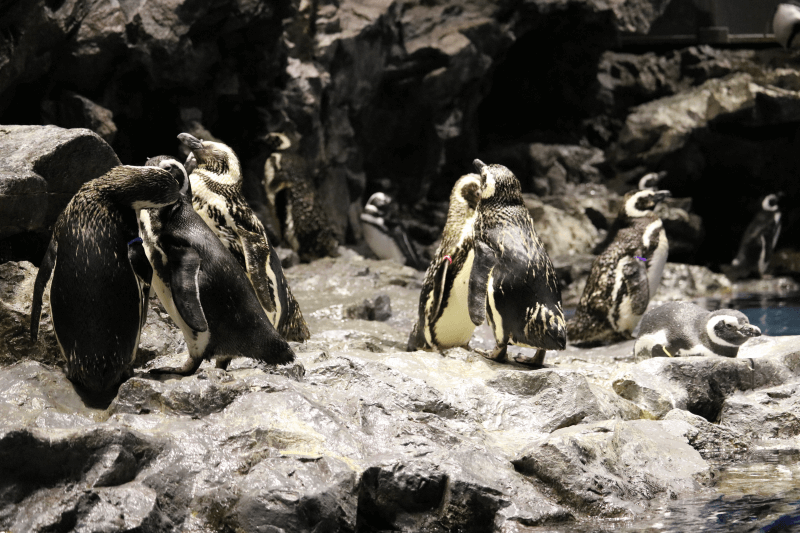 すみだ水族館のペンギン