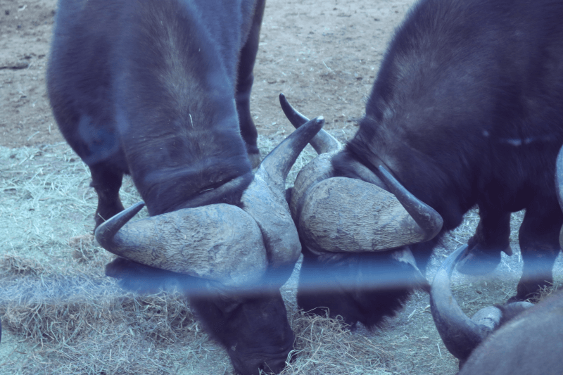 群馬サファリパークのアフリカ水牛