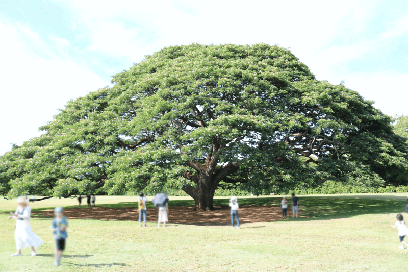 ハワイ旅行４泊６日つめこみプラン：オアフ島ご当地グルメツアー　この木なんの木